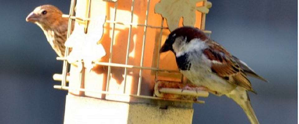 Bird Feeders phoro by Sylvestermouse